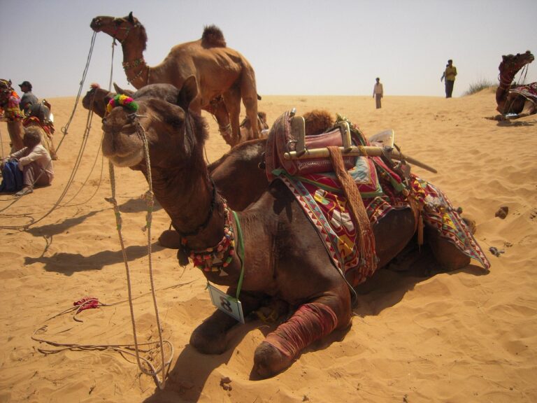 desert, sumer, camel, sand, landscape, travel, nature, hot, sun, animal, rajsthan, bikaner, india, sky, man, person, male, sunset, outdoors, brown desert, rajsthan, rajsthan, rajsthan, rajsthan, rajsthan, bikaner